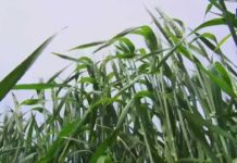 СОСТОЯНИЕ ПОЛЕЙ: ОЦЕНКА СПЕЦИАЛИСТОВ