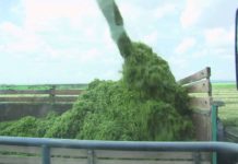 МОЛОЧНЫЕ РЕКИ НАЧИНАЮТСЯ НА ПОЛЯХ