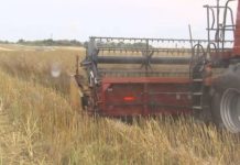 НА ПОЛЯХ ИДЁТ УБОРКА РАПСА