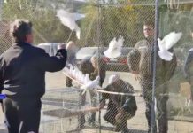 С ЛЁГКОЙ РУКИ ГОЛУБЕВОДОВ