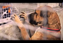 ПРИЮТ ДЛЯ БЕЗДОМНЫХ ЖИВОТНЫХ