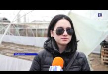 ТЕПЛИЧНЫЙ БИЗНЕС В РЫБНИЦЕ