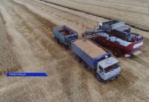 ХЛЕБОРОБЫ В РЫБНИЦКОМ РАЙОНЕ СОБИРАЮТ УРОЖАЙ