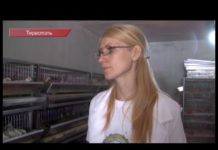 ПЕРЕПЕЛИНЫЕ ЯЙЦА. DNESTR TV