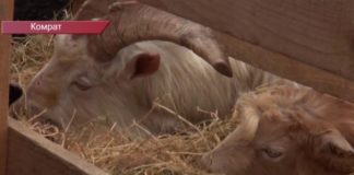 (Видео) ЗОЛОТОЙ ТЕЛЁНОК. Комрат