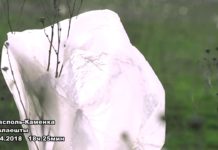 (Видео) ПРИДОРОЖНЫЕ «ПОДСНЕЖНИКИ»