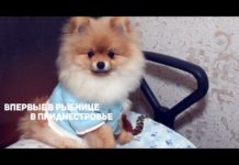 Конкурс. Собачий прикид