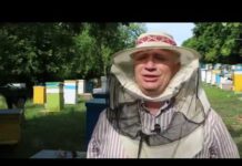 Мёд — «жидкое золото» Молдовы