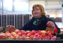 Жительница Флорештского района наладила поставки молдавских яблок в Европу