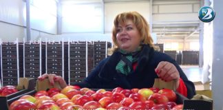 Жительница Флорештского района наладила поставки молдавских яблок в Европу