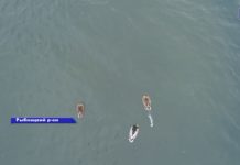 Гуси, лебеди на Днестре