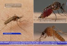 В РЫБНИЦЕ КРОВОСОСУЩИХ НАСЕКОМЫХ СТАНЕТ МЕНЬШЕ В РЫБНИЦЕ КРОВОСОСУЩИХ НАСЕКОМЫХ СТАНЕТ МЕНЬШЕ.