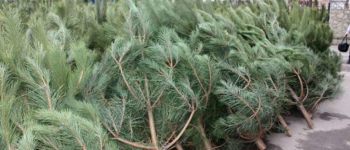 Елочный базар. Фото: из открытых источников