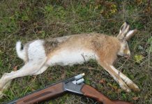 С охоты в больницу. Заяц заразил охотника туляремией Заяц стал причиной такого заболевания, как тулерямия