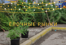 Елочный базар в Рыбнице: где и почем можно купить хвойное дерево Ёлочные базары открылись в Рыбнице