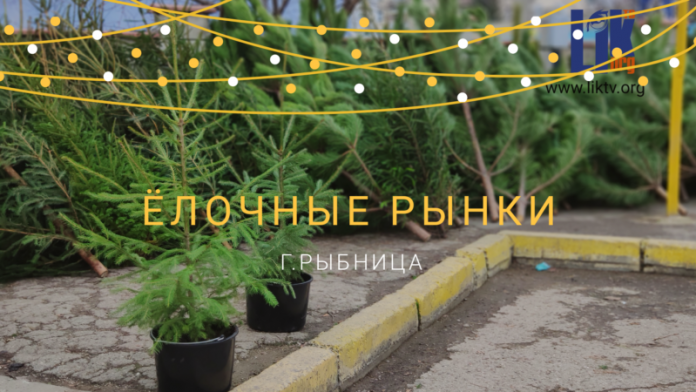 Ёлочные базары открылись в Рыбнице