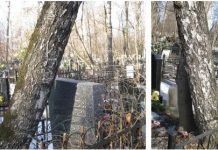 Корни деревьев разрушают могилы. Этот волнующий вопрос обсудили общественники Рыбницы Деревья разрушают могилы