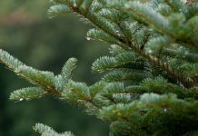 Чем опасна живая ёлка дома: риски, о которых стоит знать