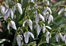 Вместо снега—цветущие подснежники в Молдове Подснежники в декабре