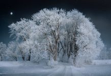 Всемирный день снега в 2020 «выпал» на 19 января 19 января 2020 - Всемирный день снега