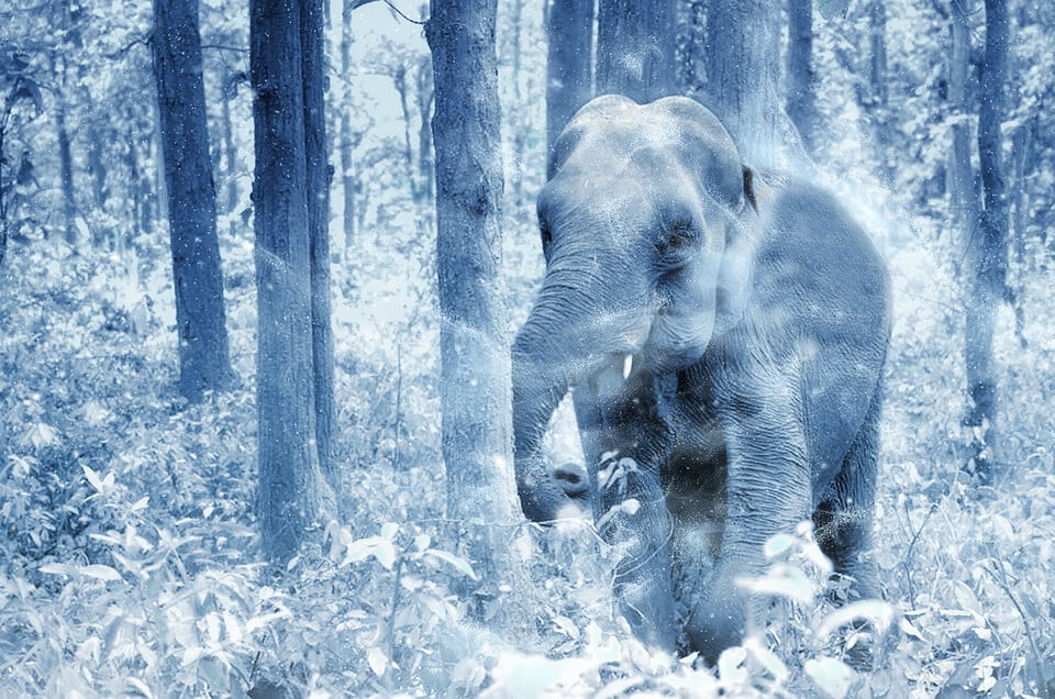 Зимний слоник. Слон зимой. Слоны зимой. Слон в снегу. Слоны в снегу.