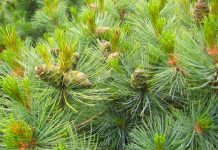 Власти Кишинёва предложили отвозить новогодние ёлки на переработку Новогодний атрибут на переработку