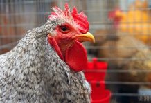 Из-за птичьего гриппа Молдова запретила ввоз птицы и яиц из Украины Молдова запретила ввоз украинской курятины