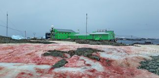 Снег цвета крови выпал в Антарктиде Снег красного цвета выпал в Антарктиде. Автор фото Андрей Зотов