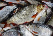 В мешках браконьеров из Рыбницы обнаружили более 110 килограммов рыбы Незаконная добыча рыбы – Рыбница