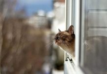В Приднестровье закончился аномально теплый январь, начался такой же февраль Аномальный январь 2020
