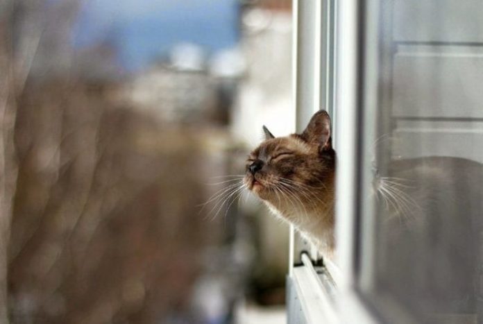 Аномальный январь 2020