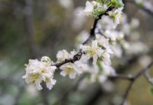 В Приднестровье из-за заморозков пострадали фруктовые сады В Приднестровье из-за заморозков пострадали фруктовые сады