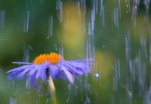 Погода 13 апреля 2023 года в Приднестровье кратковременный дождь