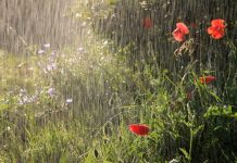 Майские праздники в Приднестровье будут дождливыми Майские праздники будут дождливыми