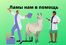 Найдено средство от коронавируса: ученым помогла лама по имени Винтер Полученные от лам антитела способны блокировать вирус SARS-CoV-2.