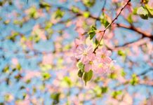 Выходные и праздничные дни в апреле и мае 2020 Выходные и праздничные дни