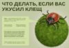 Как защититься от клещей и что делать, если зацепили паразита? Советы то Минздрава ПМР Что делать, если укусил клещ