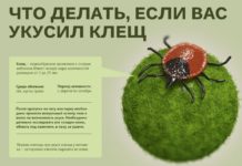 Как защититься от клещей и что делать, если зацепили паразита? Советы то Минздрава ПМР Что делать, если укусил клещ