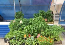 Где в Рыбнице можно купить плодоовощную и семенную продукцию? где купить рассаду в Рыбнице