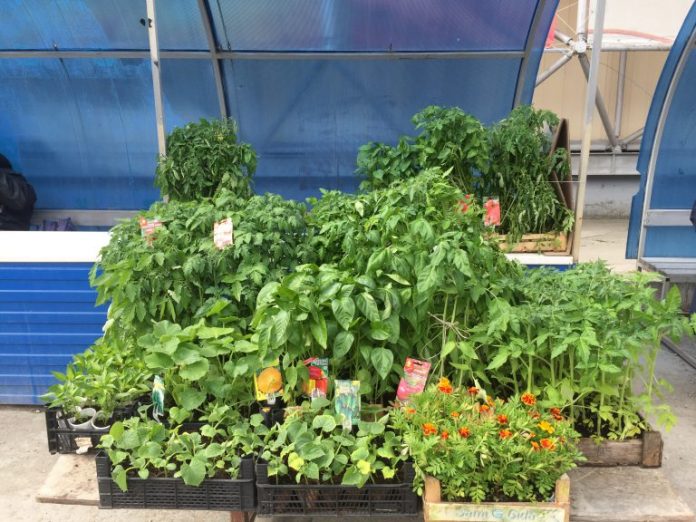 где купить рассаду в Рыбнице