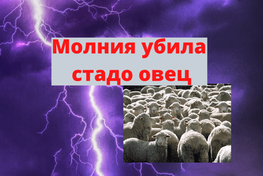 Молния убила стадо овец