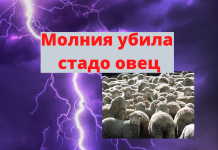 Молния убила 37 овец Молния убила стадо овец