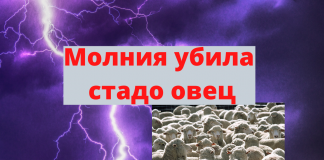 Молния убила 37 овец Молния убила стадо овец