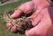 Из-за засухи урожай озимых в Рыбницком районе под угрозой Рыбницкие аграрии прогнозируют неурожай озимых