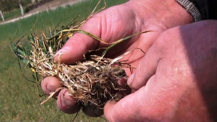 Рыбницкие аграрии прогнозируют неурожай озимых