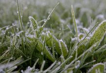 В Приднестровье ожидаются заморозки В Приднестровье ожидаются заморозки