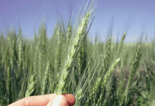 Экспорт зерновых в этом году планирует возобновить Молдова Молдова может возобновить экспорт пшеницы в этом году. Фото: www.agroxxi.ru