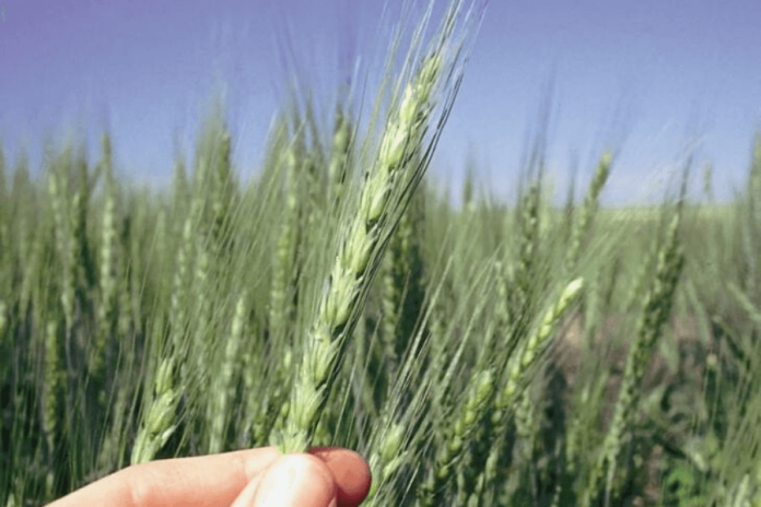 Молдова может возобновить экспорт пшеницы в этом году. Фото: www.agroxxi.ru