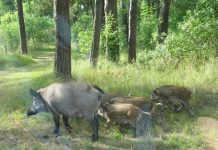 Кабаны создают аварийную обстановку на дорогах. О чем предупреждает ГАИ? Кабаны на обочине дороги
