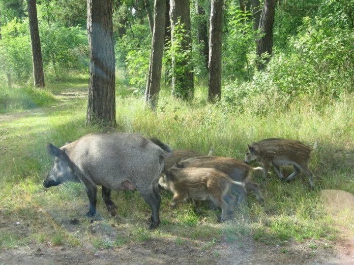 Кабаны на обочине дороги